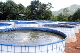 5 Tips Jitu Budidaya Ikan Lele untuk Pemula